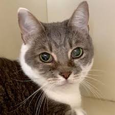 All visitors who enter any michigan humane location are required to wear a mask/face covering, observe social distancing and take a quick health screening. Xhozxrdqj Pdnm
