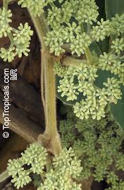 Image result for Centrostigma