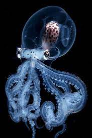 Totally Sea Through Photographer Captures Rare Octopus With Completely Clear Head Storytrende Octopus Photography Deep Sea Creatures Beautiful Sea Creatures