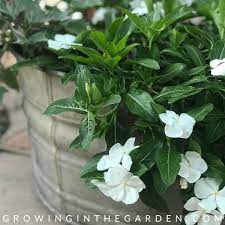 They're classic (especially as container plants and bedding plants), easy to grow, come in cheerful tones of orange and yellow, and bloom in summer and fall when many other plants are griping about the heat. 10 Flowers That Love Hot Summers And How To Grow Them Growing In The Garden