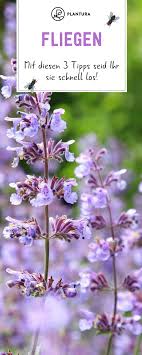 Fliegen Bekampfen Vertreiben 3 Einfache Tipps Plantura Pflanzen Tipps Schone Blumen