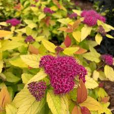 Double Play Candy Corn Spirea Spiraea Japonica Proven Winners