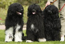 We did not find results for: Portuguese Water Dog Portuguese Water Dog Portugese Water Dogs Water Dog