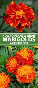 Pin On Growing Flowers
