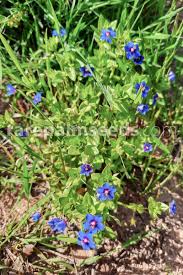 Image result for Lysimachia arvensis