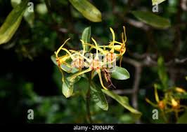 Image result for Strophanthus speciosus