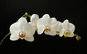White Orchid Orchid Flower Orchid Wallpaper White Orchids