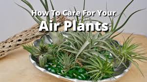 Plants of this type are known as epiphytes, including spanish moss. How To Care For Your Air Plants Joy Us Garden Youtube