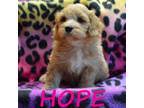Our puppies are raised in or home and well socialize, full of love, extremely loyal, affectionate, easy to train, highly intelligent, wonderful, calm and mellow breeding quality cockapoo puppies for sale with the american kennel club standard in mind.we are always striving for excellence in; Cockapoos For Sale In Owatonna Minnesota Dogs On Oodle Classifieds