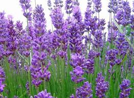 Image result for Lavandula angustifolia Vera