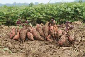Maybe you would like to learn more about one of these? Batata La Patata Americana Terra Nuova