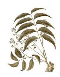 Image result for Azadirachta