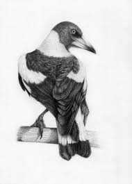 Magpie A Drawing By Yy 2018 Graphite Pencil On Paper A4 Magpie Art Monochrome Art Drawings