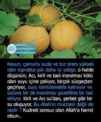 Zehra Adli Kullanicinin Bilgi Panosundaki Pin Gercekler Ogretim Bilgi
