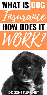 How To Find The Best Dog Insurance Dogs N Stuff In 2020 Dog Insurance Best Pet Insurance Pet Insurance