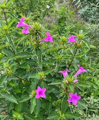 Image result for Barleria whytei