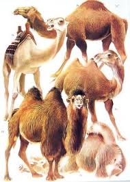 The foot of a camel is made up of a large leathery pad, with two toes the calves are born with their eyes open and with a thick coat of fur. The Dromedary And The Bactrian Camel