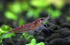 They'll attack any fish or shrimp that encroaches their part of the tank. Can Betta Fish And Shrimp Live In The Same Tank Neeness
