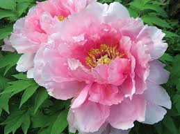 Resultado de imagen para FLORES