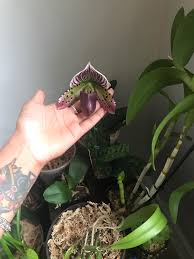 Maybe you would like to learn more about one of these? Delightfully Strange Mottled Leaf Paph Hsinying Alien Orchids