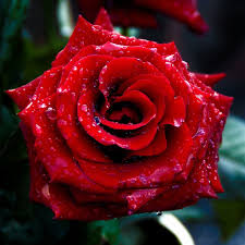 Red Rose Macro Shoot Ipad 4 Wallpaper Download Iphone Wallpapers Ipad Wallpapers One St Red Flower Wallpaper Beautiful Flowers Wallpapers Red Rose Flower