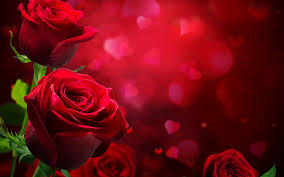 Rose love beautiful pink images flowers. Beautiful Red Roses Love Hd Wallpaper Wallpapers13 Com