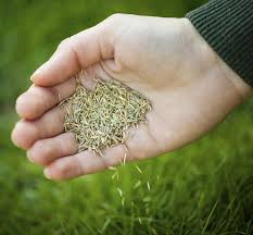 A layer of burlap over grass seeds also prevents the seeds from eroding before they mature. How Does Hay Affect The Growth Of New Grass