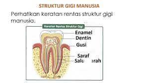 Semua struktur jaringan keras gigi akan berintegrasi membentuk struktur yang lebih kuat. Struktur Gigi Manusia Youtube