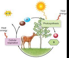 Digested foods have chemical energy Ambraya Hodges Photosynthesis And Cellular Respiration Screen 6 On Flowvella Presentation Software For Mac Ipad And Iphone