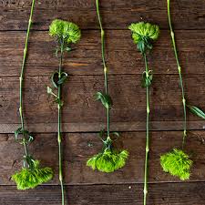 No, it recalls the emerald isle as a rare green flower in the garden (actually the flowers are tiny white flowers in the green bell shaped calyxes). Green Dianthus Flowers Fiftyflowers Com