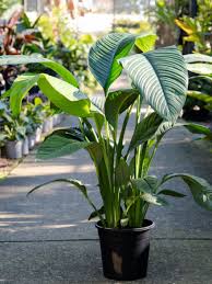 Image result for Spathiphyllum