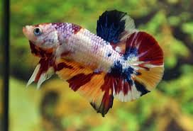 Get great deals on ebay! Hmpk Fancy Koi Candy Betta Boy Thailand Facebook