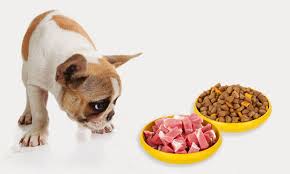 Натуральный корм для собак: меню на неделю, таблица, рацион, норма  кормления, рецепты своими руками