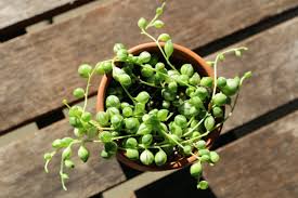 If you are looking for a beautiful succulent to grow, senecio rowleyanus strings of pearls is a great choice. Gardening 101 String Of Pearls Gardenista