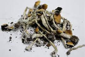 Guide To Mushroom Addiction Treatment Drug Abuse Rehab