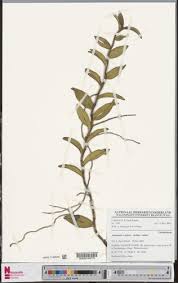 Image result for Solenangis