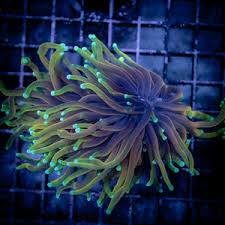 Image result for tbn:FViwq3jp39EDyM::www.alsowar.com/Upload/Molly/7625200870454.jpg