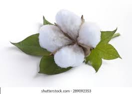 Cotton