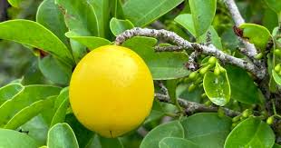 Image result for Ximenia americana