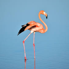 Flamingos are omnivores eating brine shrimp, algae, and snails. Flamingo Bird Pictures Download Free Images On Unsplash