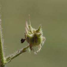 Image result for Hermannia glanduligera