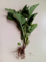 Image result for Dichrocephala