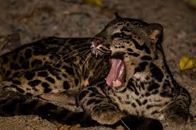 The population trend of the clouded leopard is. On The Trail Of The Sunda Couded Leopard In Borneo The Wildlife Diaries