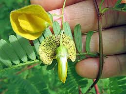 Image result for Sesbania sesban