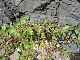 Image result for Trianthema salsoloides