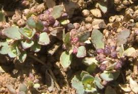 Image result for Bergia