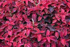 Image result for Coleus rhodesianum