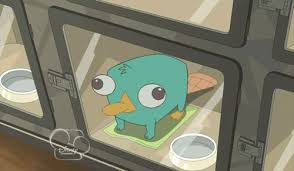 We did not find results for: Perry The Platypus Meme Gif