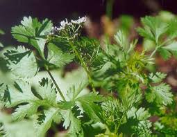 Spice Pages Coriander Seeds And Cilantro Herb Coriandrum Sativum