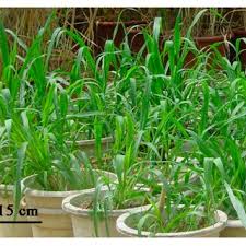 Image result for Hemarthria natans